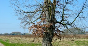 Tree In Field