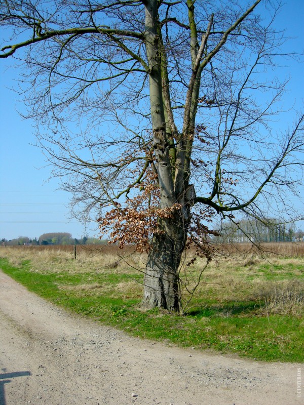 Tree_Field